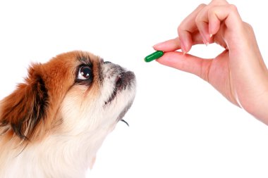 Dog and vet. clipart