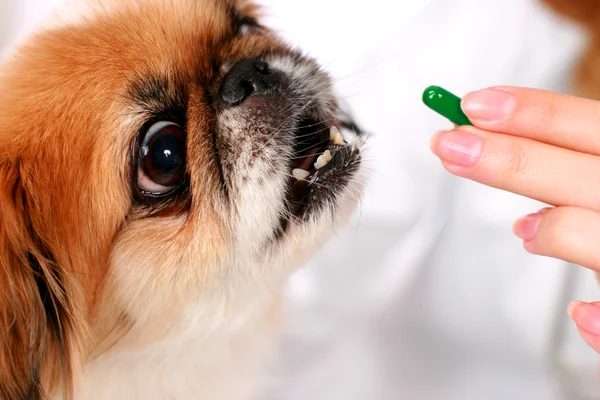 Hund und Tierarzt. — Stockfoto