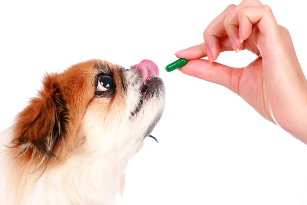 Cão e veterinário . — Fotografia de Stock