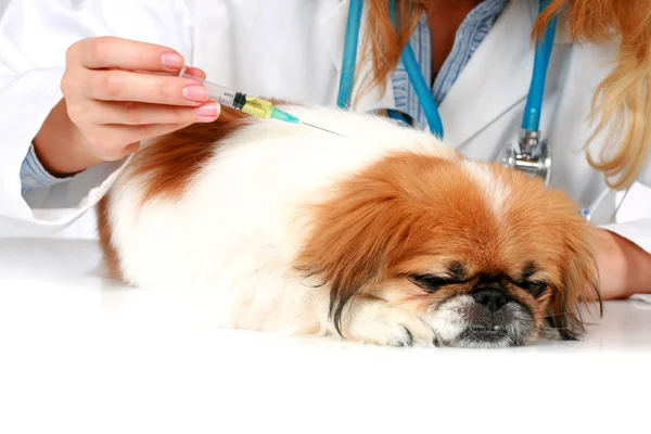 Psa opieki zdrowotnej. — Zdjęcie stockowe