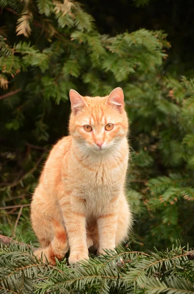 Ağaçta oturan bir kedi