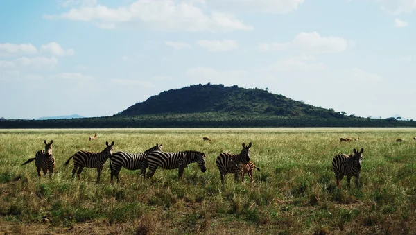 Стадо зебр — стоковое фото
