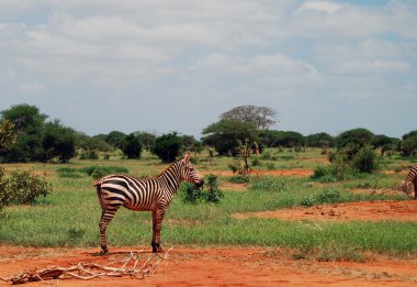 Lonley zebra