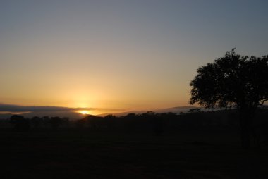 savannah Sunrise.