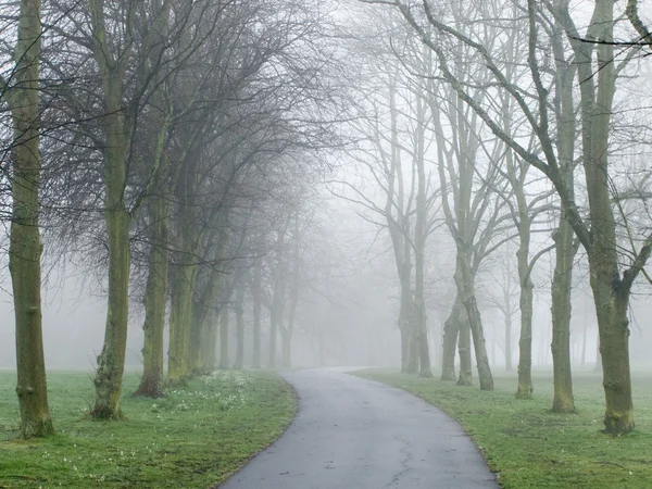 Nevoeiro cobrindo uma estrada em um parque Imagens Royalty-Free