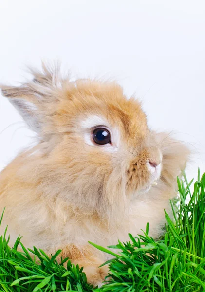 stock image Easter Bunny. Cute rabbit sitting on green grass.
