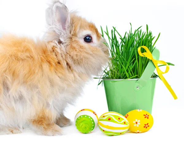 Bunny with Easter eggs — Stock Photo, Image