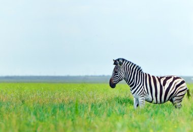 Bahar bozkır içinde Zebra