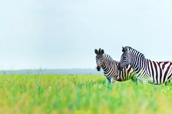 stock image Zebra in the spring steppe