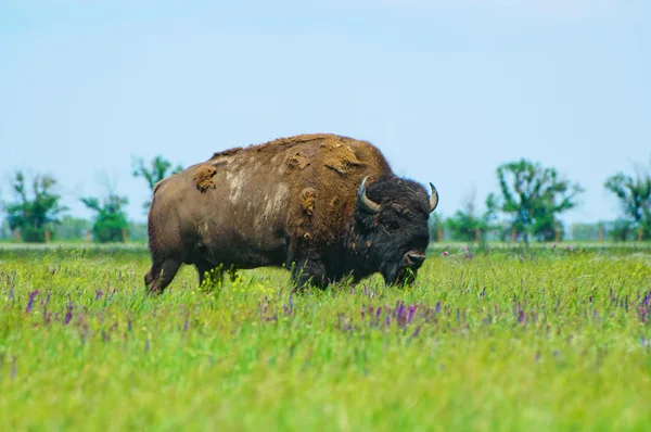 Bison i gröna av våren stäppen — Stockfoto