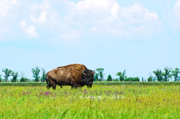在绿色的春天草原野牛 — 图库照片