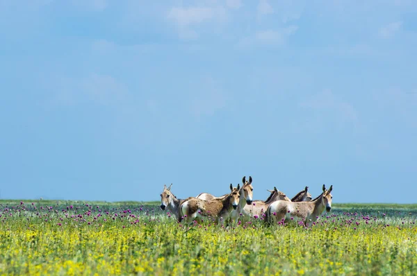 Kulan v zelené jarní stepní askania nova. — Stock fotografie