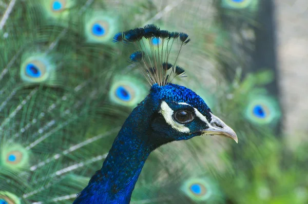 Fargerik Peacock-nærhet – stockfoto