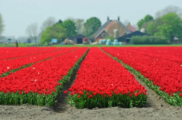 Field Of Tulips — Stock Photo, Image