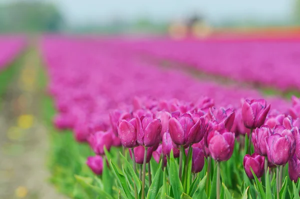 Field Of Tulips — Stock Photo, Image