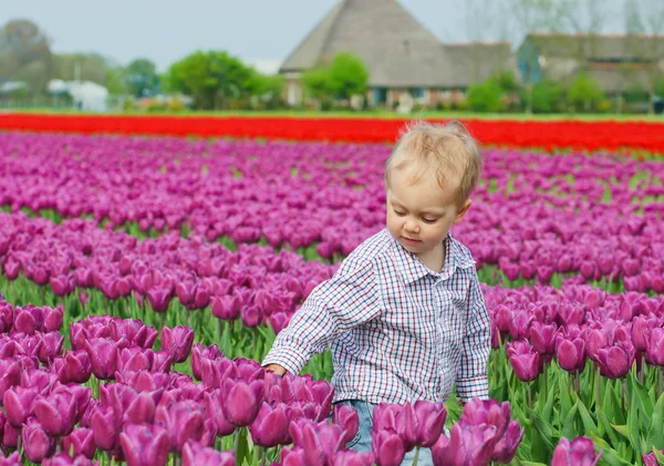 Хлопчик в тюльпан поле — стокове фото