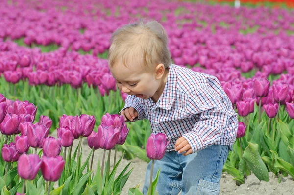 Menino em Tulip Field — Fotografia de Stock