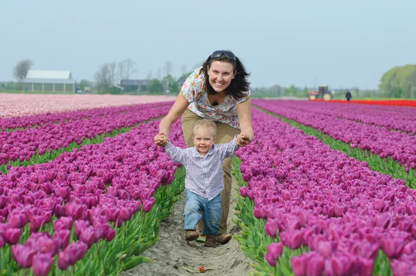 Tulipán pole. matka se synem v oboru tulipány — Stock fotografie