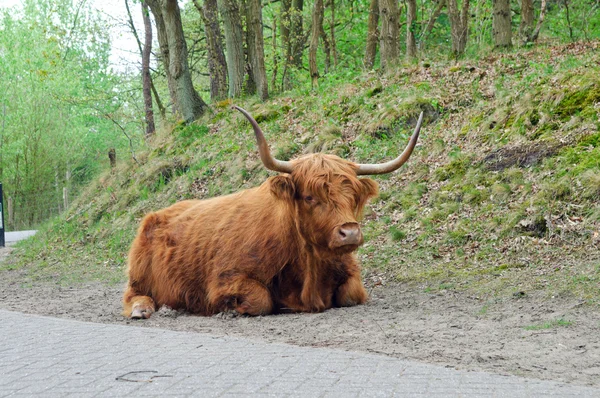 Highland býk — Stock fotografie