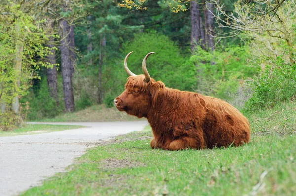Highland byka — Zdjęcie stockowe