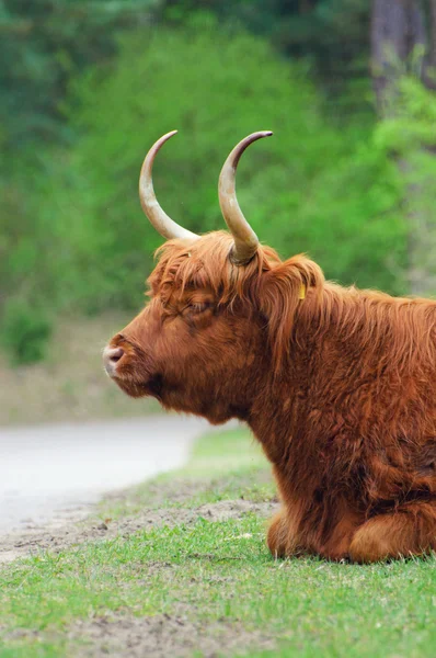 Highland Bull — Stock Photo, Image