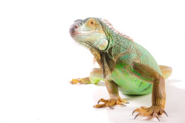 Iguana on white clipart