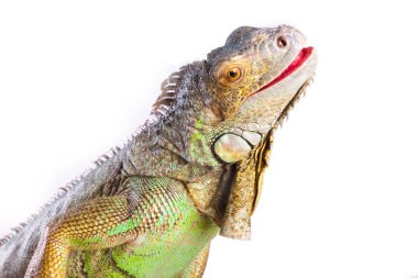 Smiling iguana on white clipart