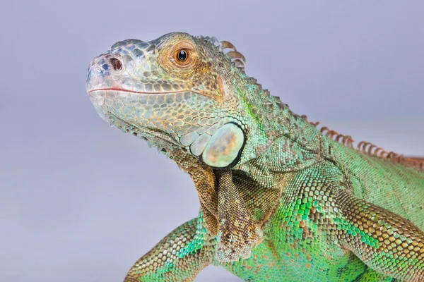 Retrato de iguana em azul — Fotografia de Stock