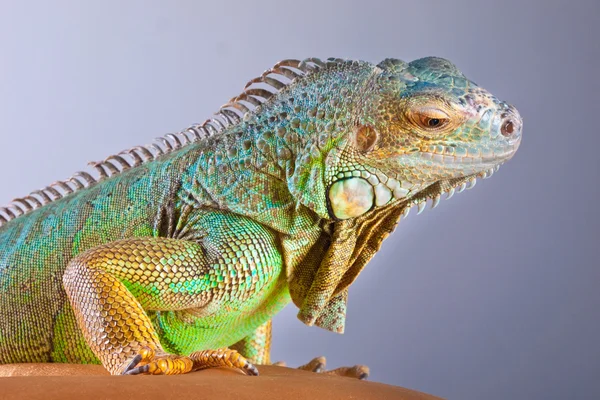 Retrato de iguana sobre azul —  Fotos de Stock