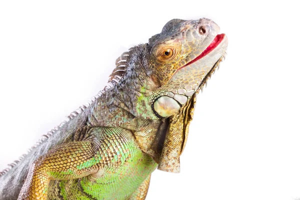 Smiling iguana on white — Stock Photo, Image