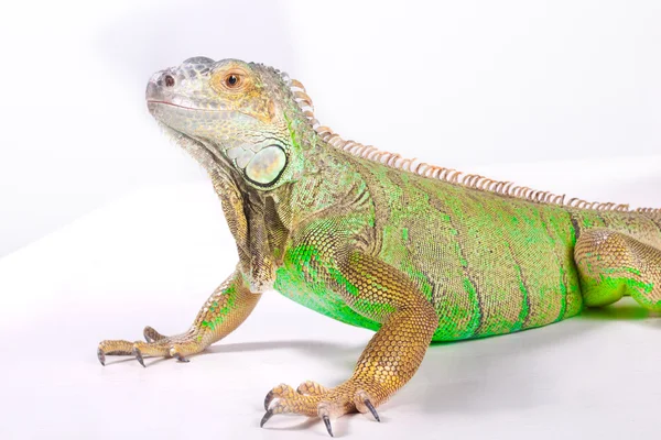 Iguana on white — Stock Photo, Image