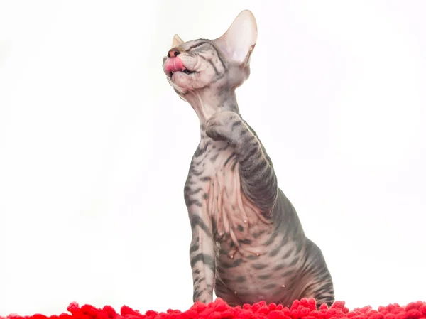 Gray kitten of a sphinx playing on a red carpet — Stock Photo, Image