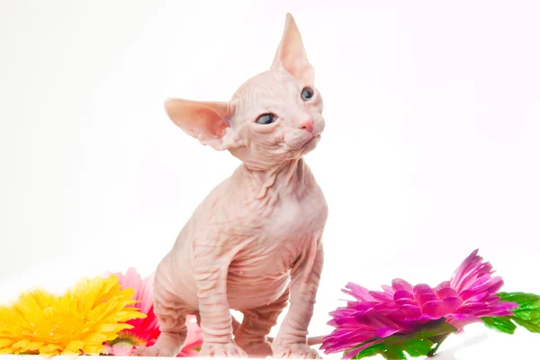 Stock image Sphinx kitten looking with interest