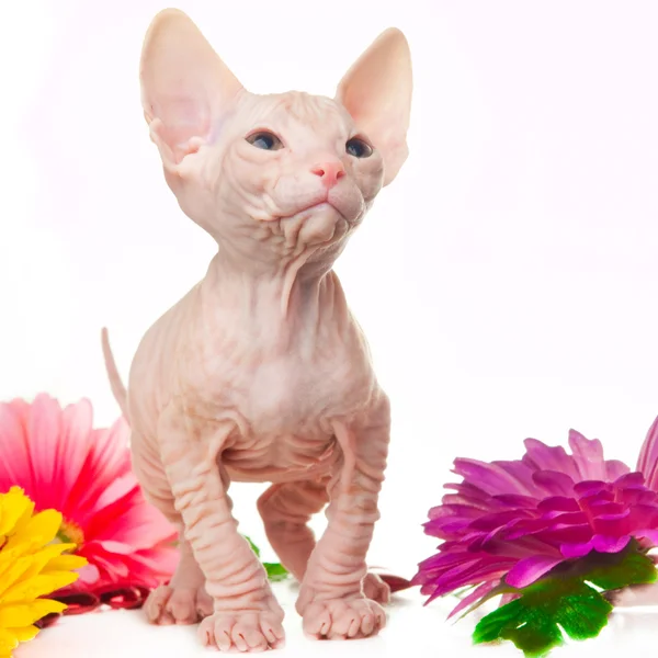 stock image Sphinx kitten looking with interest