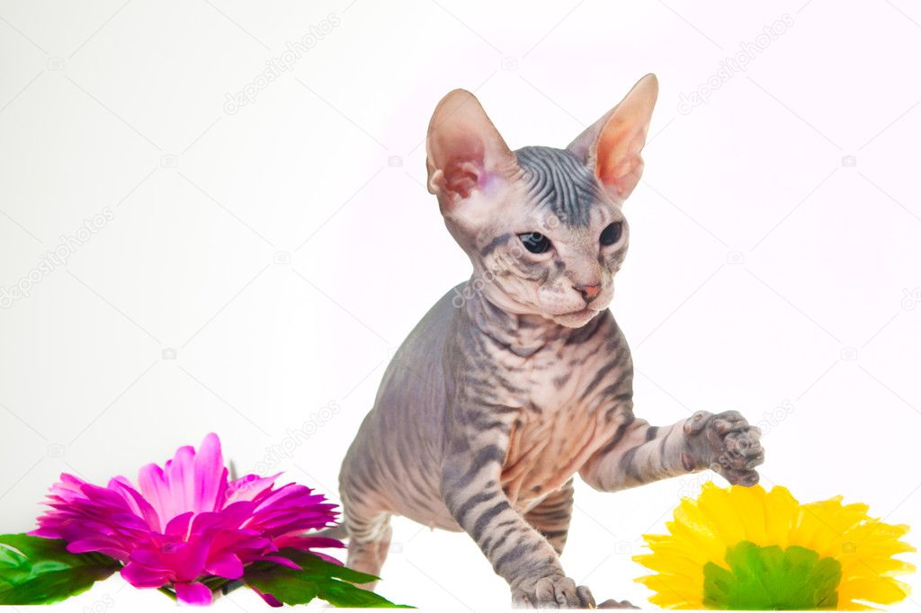 Gray kitten of sphinx with purple flower