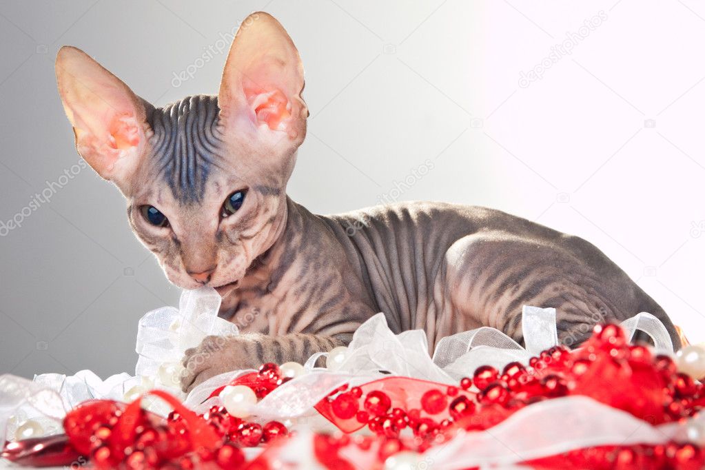 Gray kitten of a sphinx playing with beads and tapes