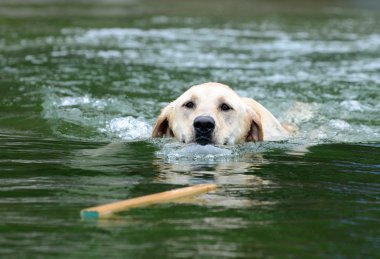 Labrador Retrieving Stick in Water clipart