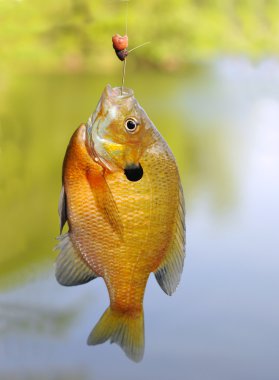 bluegill güneş balığı bir kanca