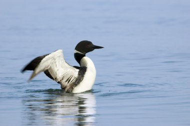Loon Drying its Wings clipart