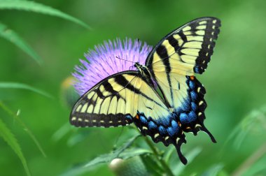 Tiger Swallowtail Butterfly clipart