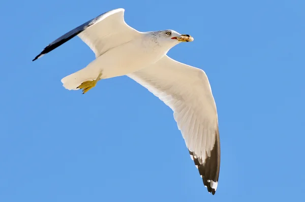 stock image Gull in Flight