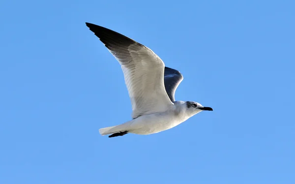 stock image Gull in Flight