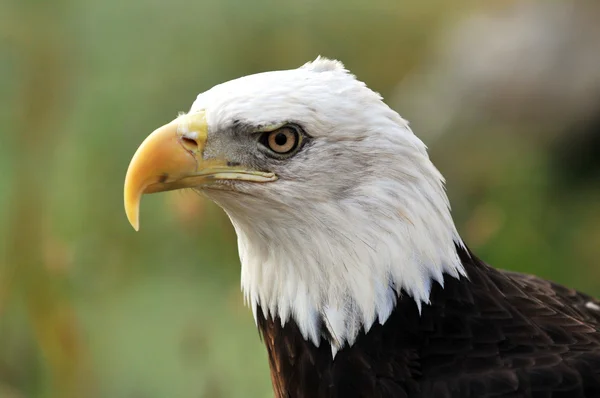 stock image Bald Eagle Profile