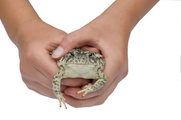 Βάτραχος στα χέρια που έχουν απομονωθεί — Φωτογραφία Αρχείου