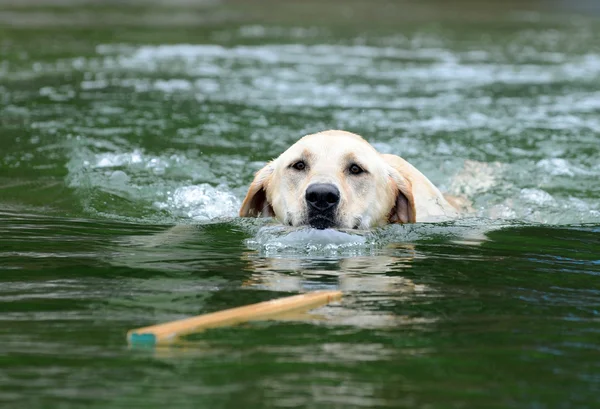 stock image Labrador Retrieving Stick in Water