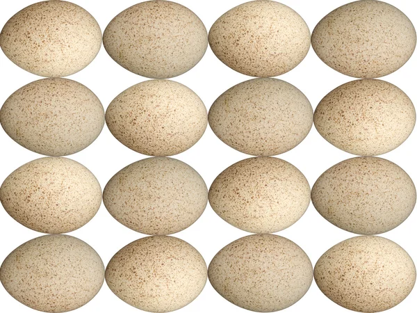 stock image Speckled Egg Background