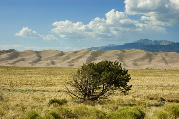 stock image Great Sand Dunes Landscape Colorado