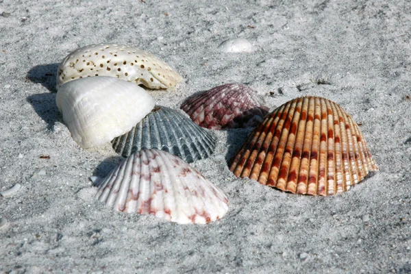 Conchas marinas en la arena —  Fotos de Stock