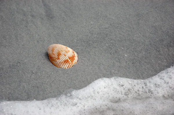 Seashell wast omhoog op strand — Stockfoto