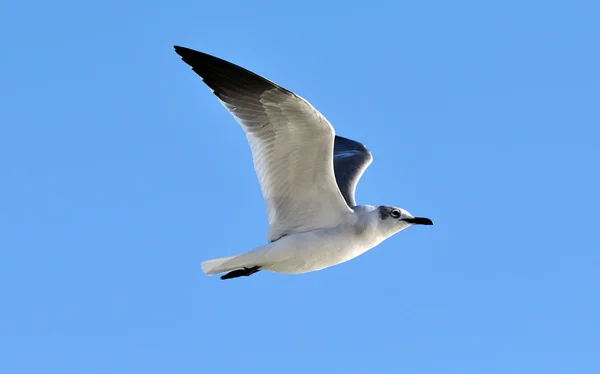 Gull in Flight Stock Photo